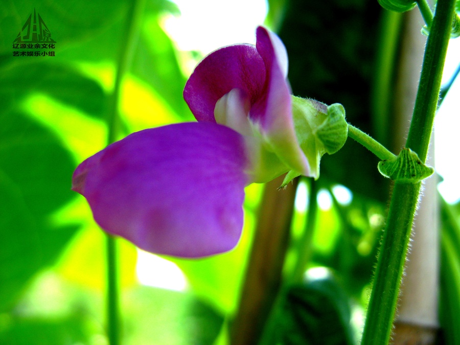 豆角开的花