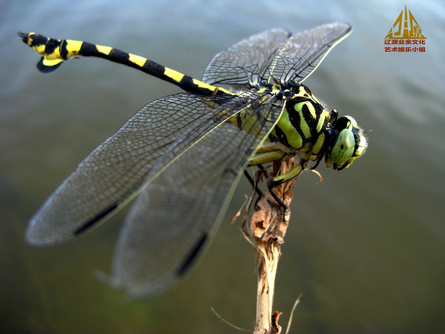 【大蜻蜓摄影图片】吉林辽源市生态摄影_太平洋电脑网