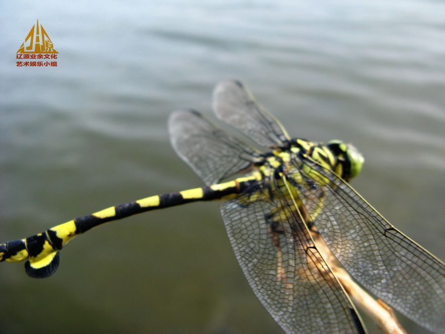 俺也要拍水边的大蜻蜓_动植物与微距论坛_太