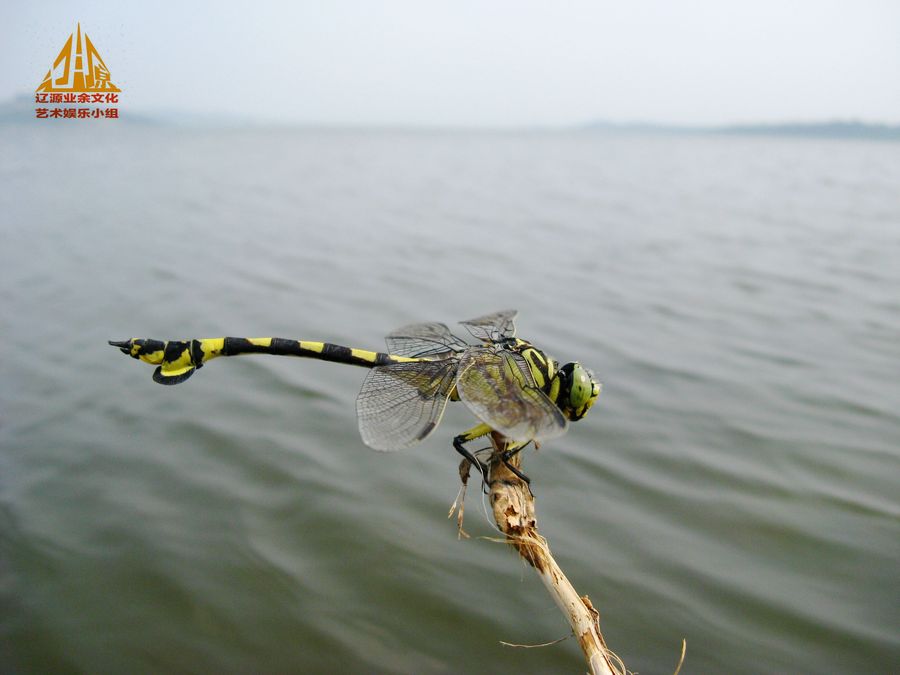 俺也要拍水边的大蜻蜓_动植物与微距论坛_太