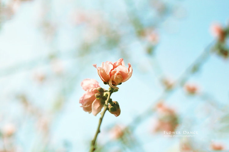 【Flower Dance摄影图片】生态摄影