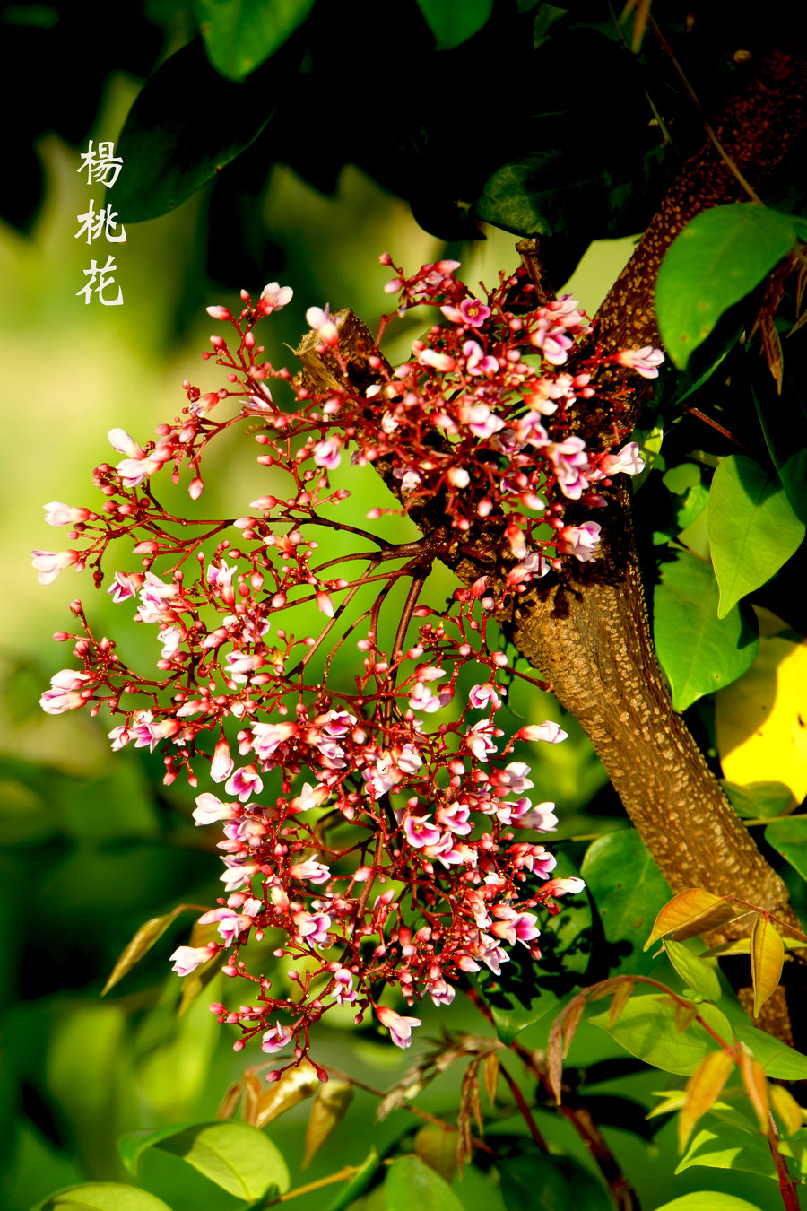 杨桃树开花