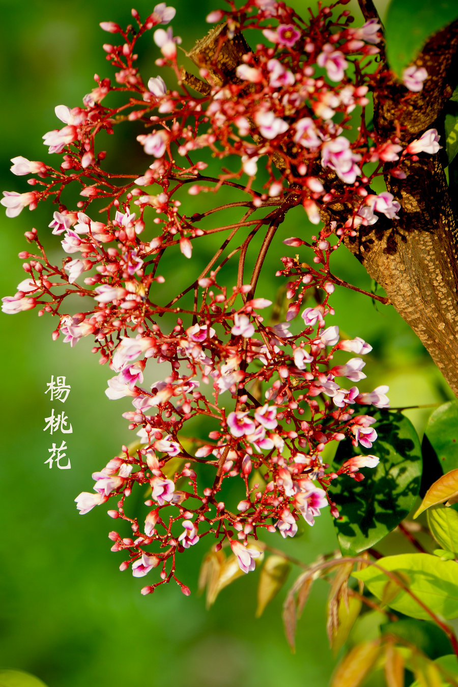 杨桃树开花