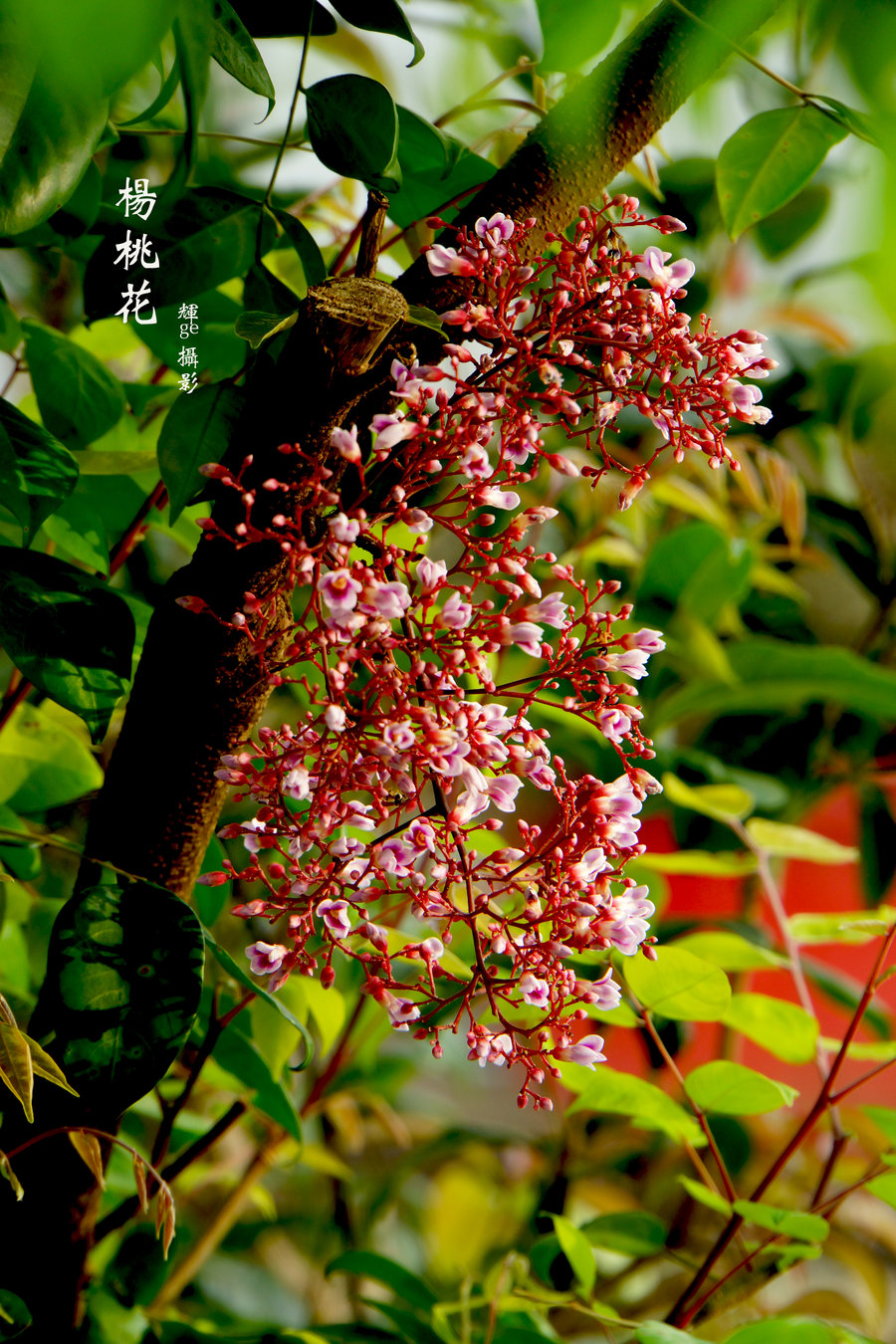 杨桃树开花