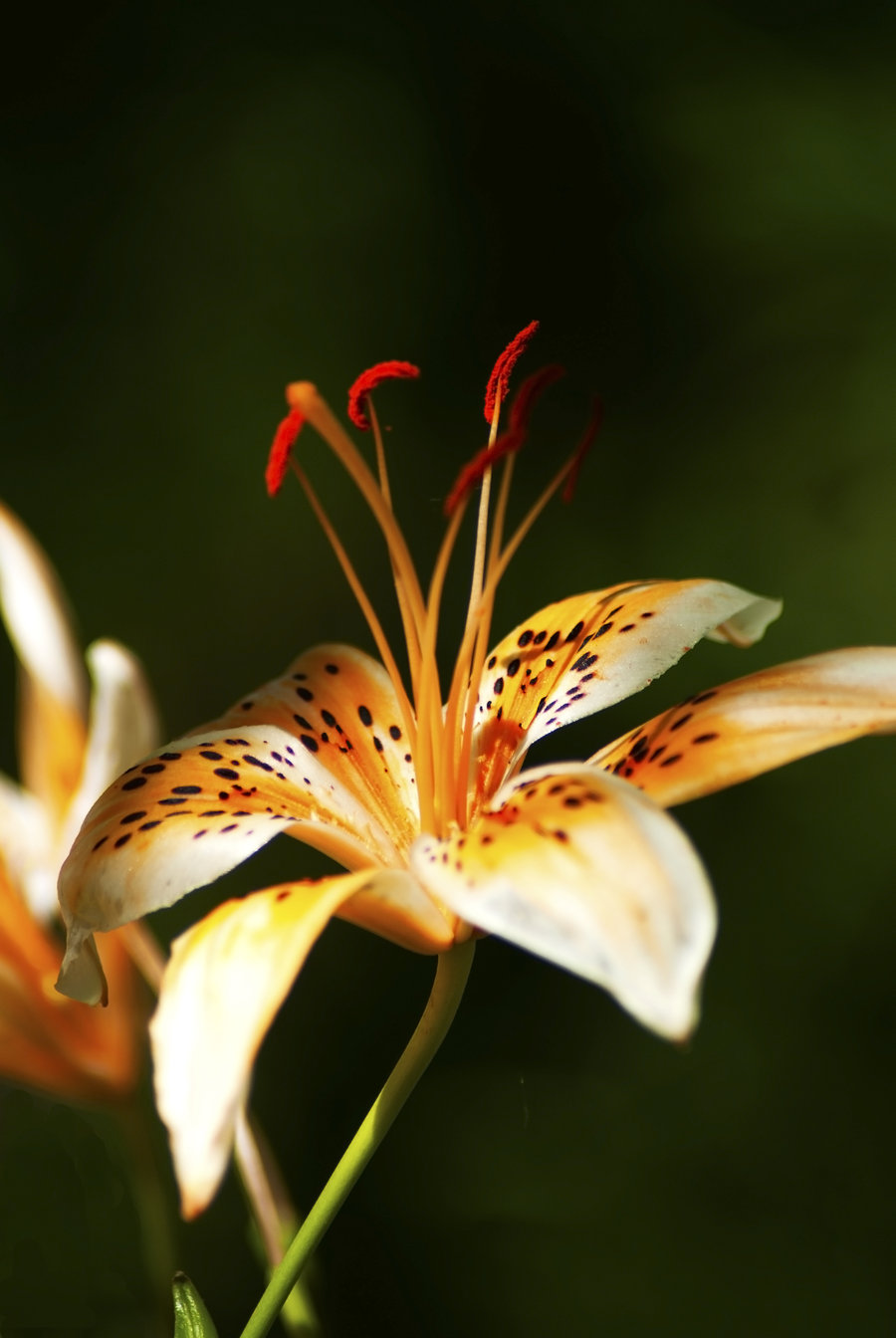 百合花