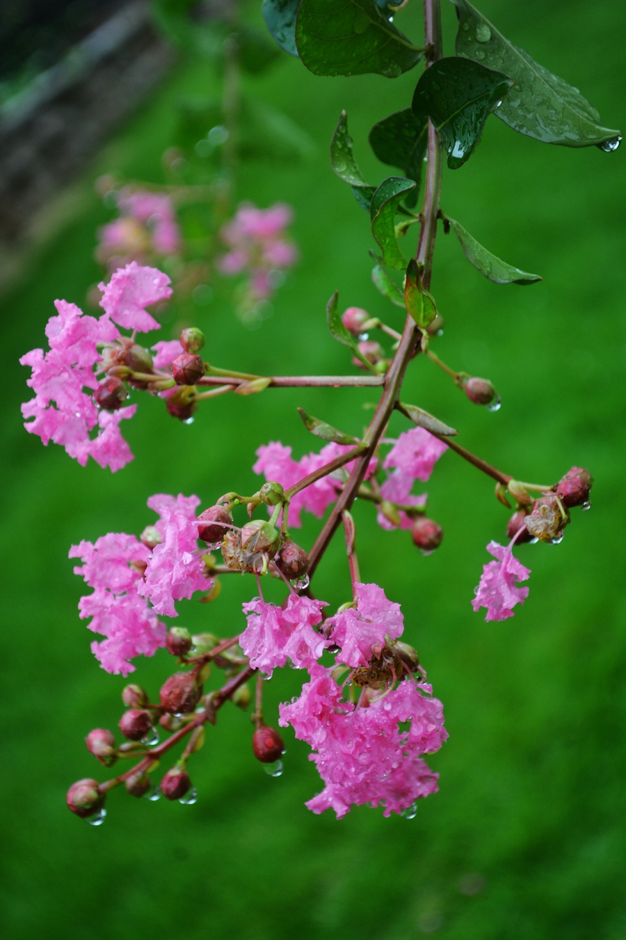 紫薇花