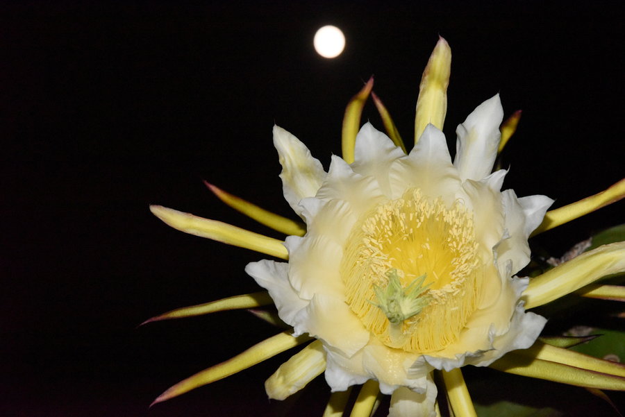 花开月圆