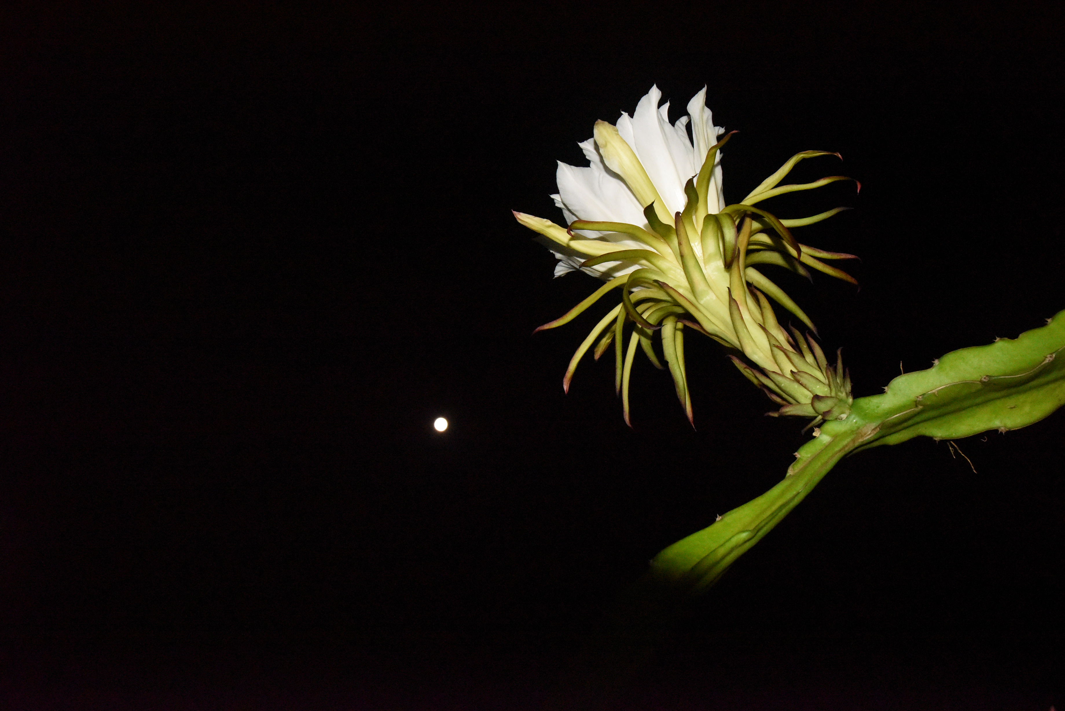 花开月圆