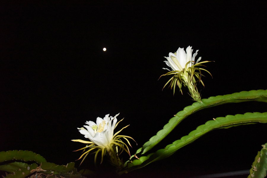 花开月圆