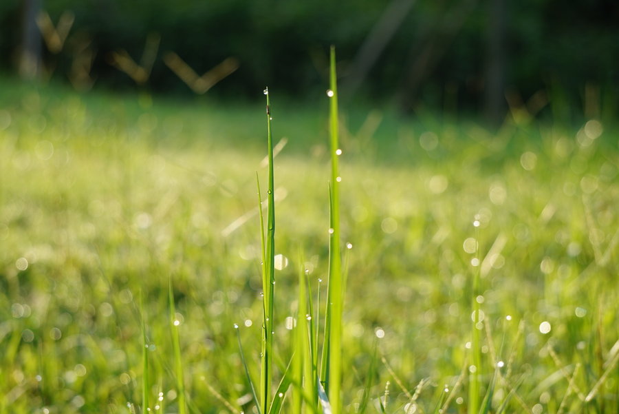 露水小草