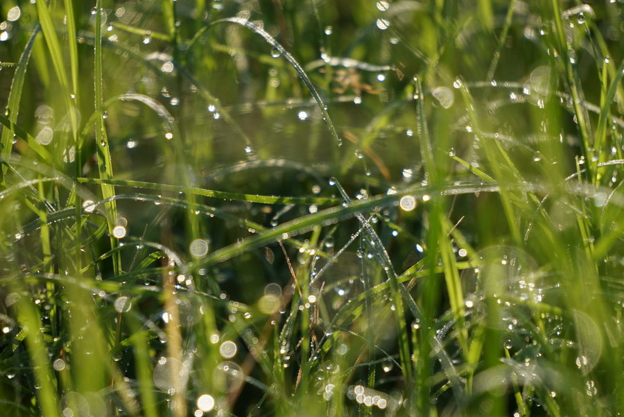 露水小草