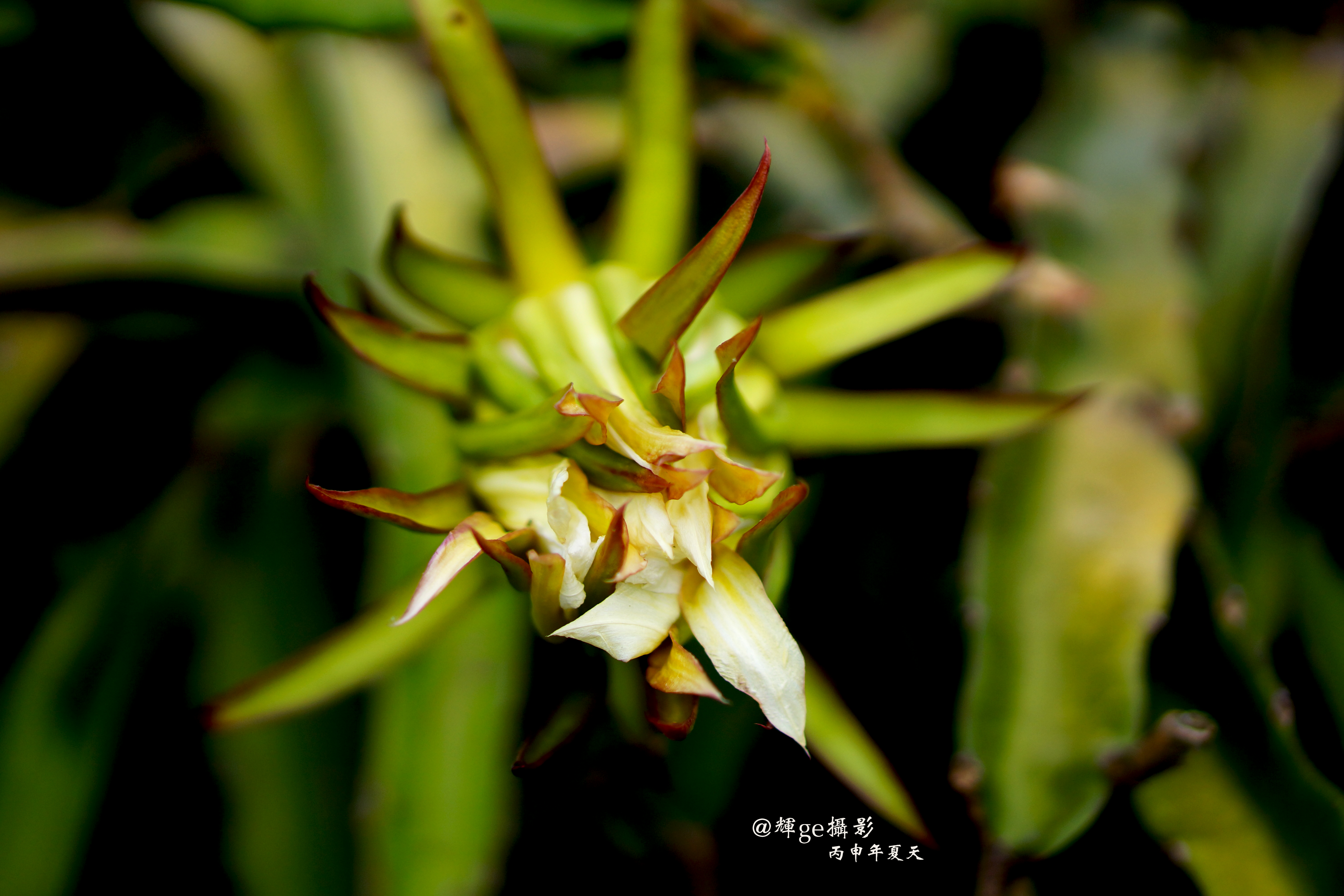 火龙果花