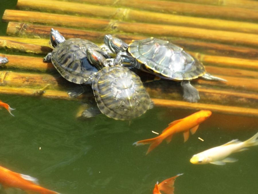 【乌龟与鱼儿摄影图片】风光旅游摄影