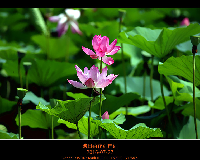 映日荷花别样红
