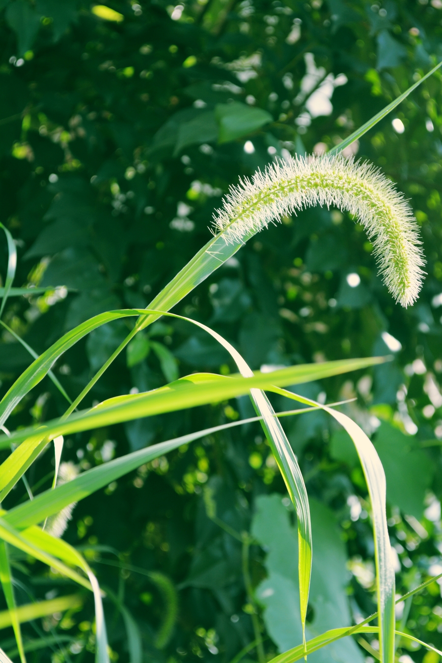 盛夏的绿荫