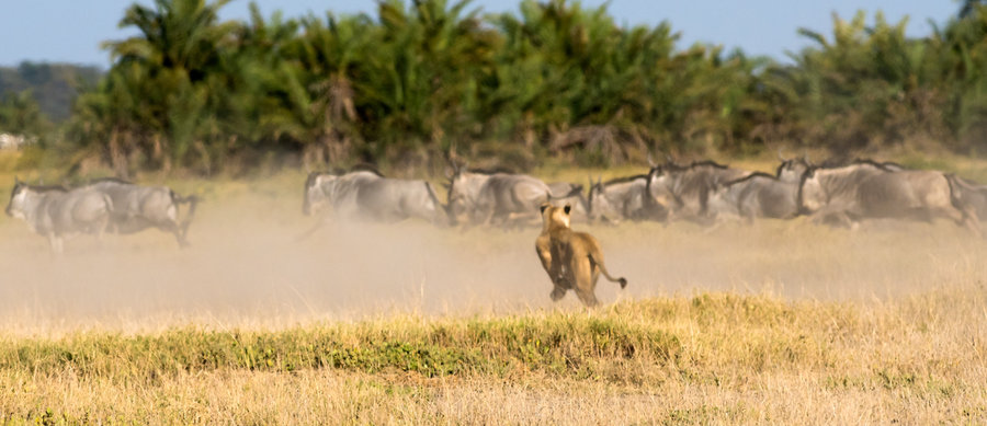 【非洲之王--狮子摄影图片】风光旅游摄影