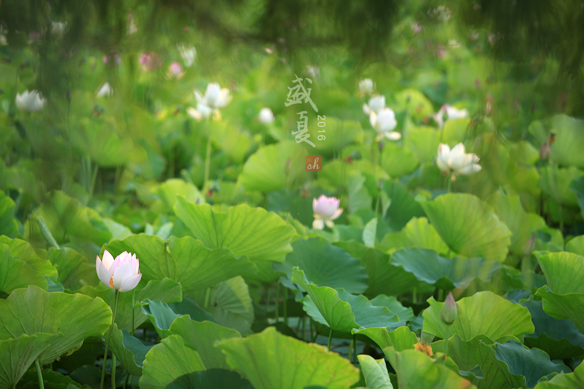 盛夏——荷塘