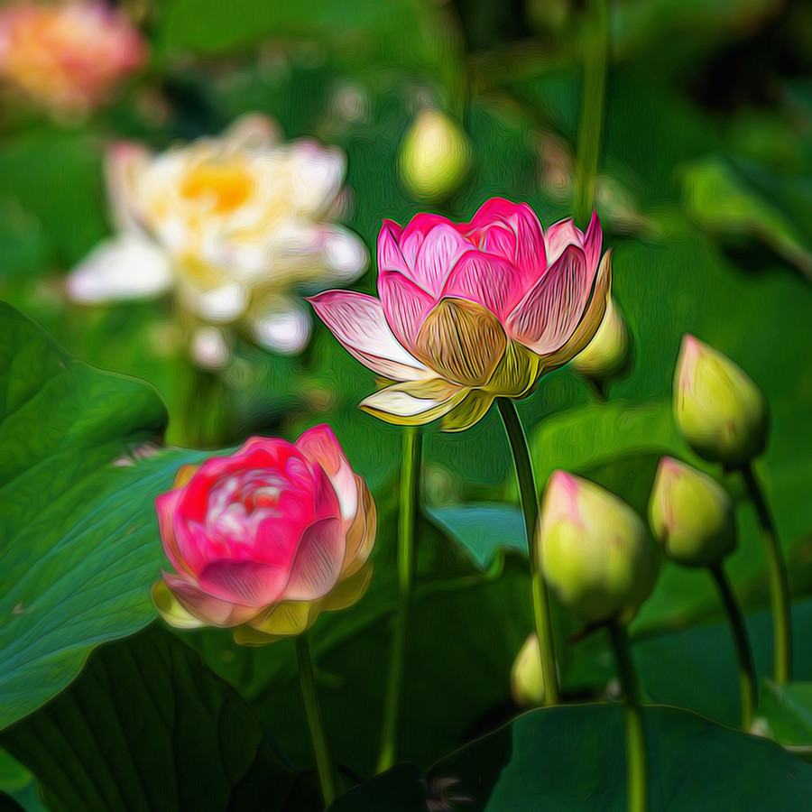 夏日炎炎,荷花满塘