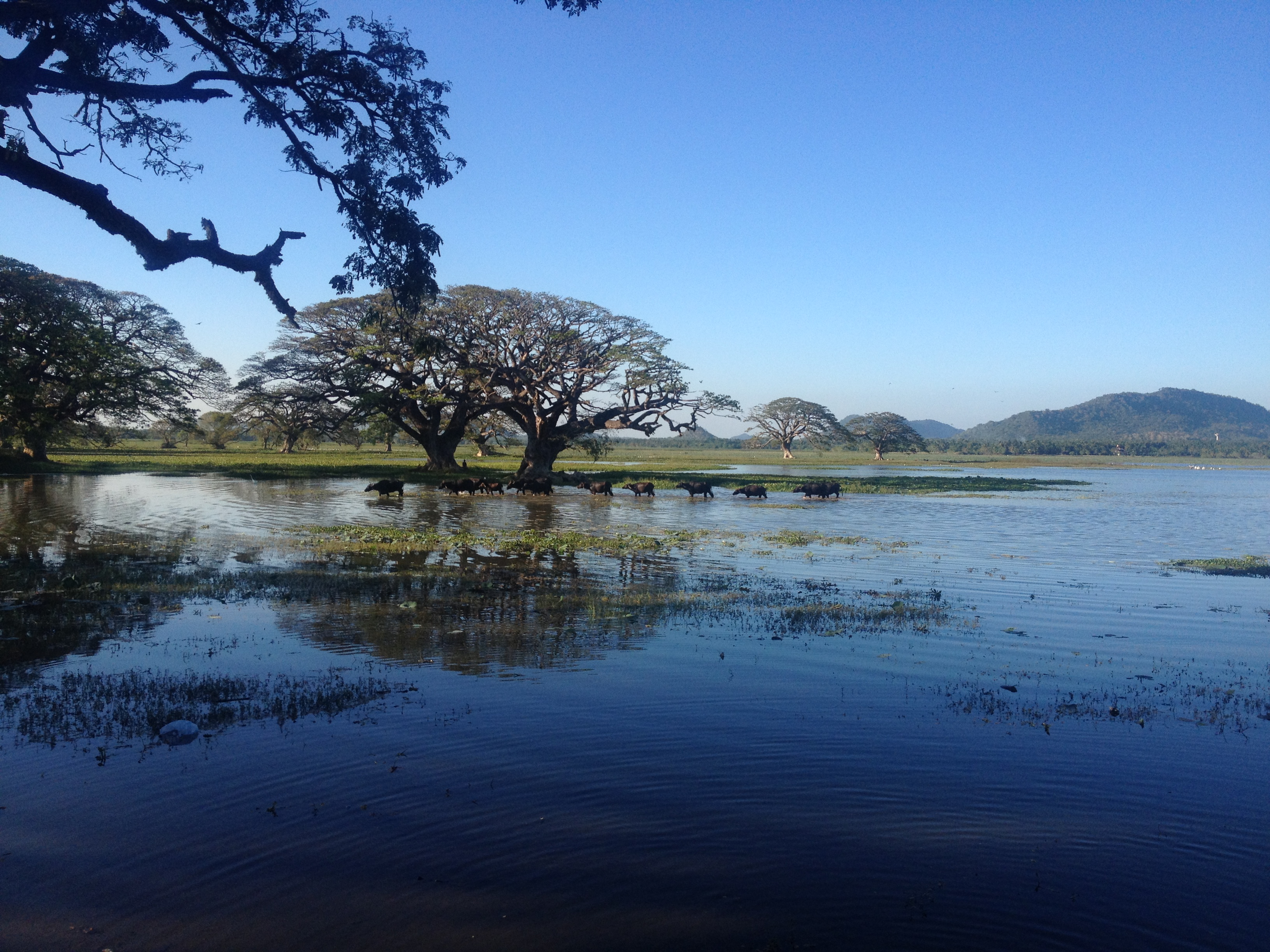 斯里兰卡 tissa lake