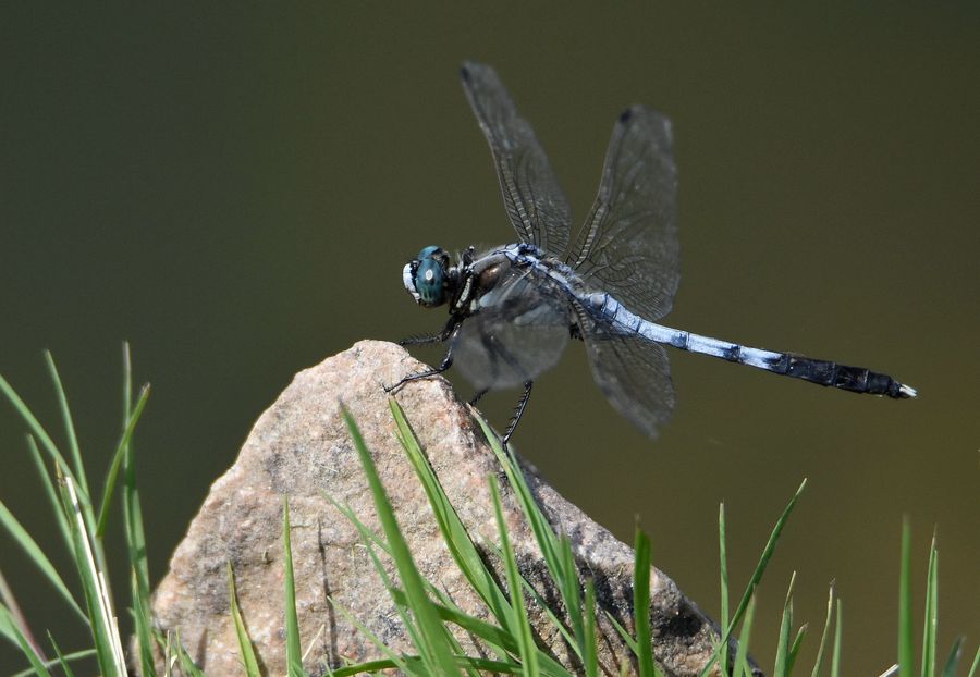 河塘边的大蓝蜻蜓.查看大图曝光:auto exposure光圈:f6.