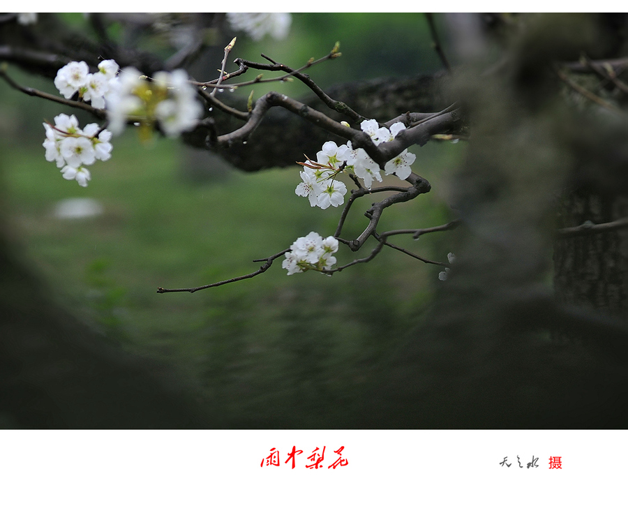 雨中梨花