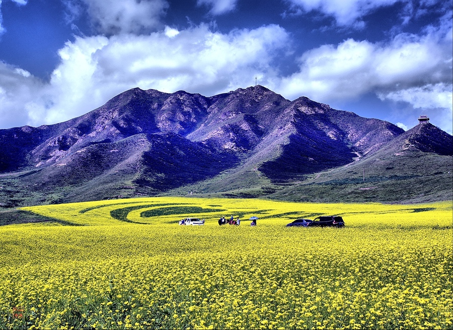 遭遇青海油菜花