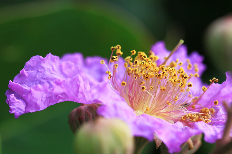 紫薇花