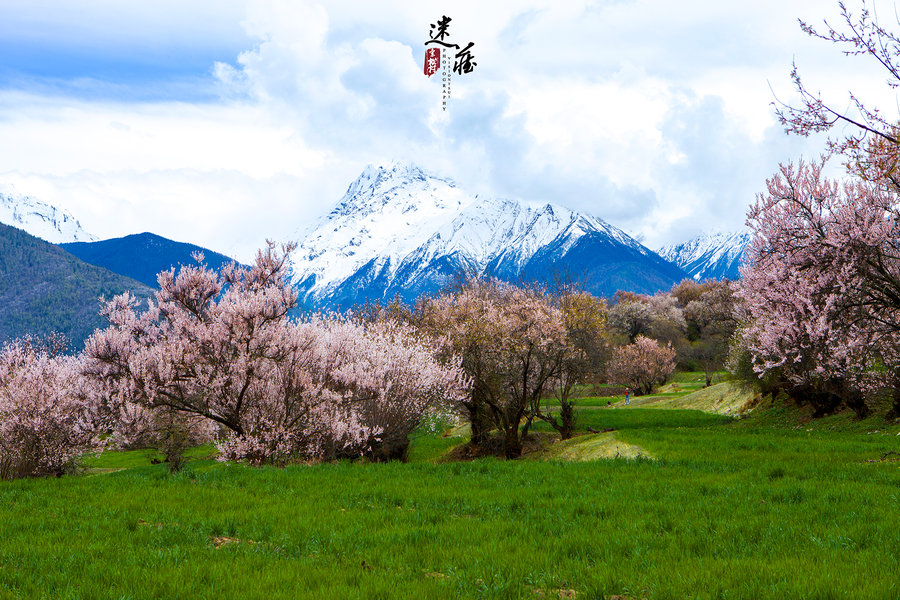 《迷藏—飘在四月林芝的桃花