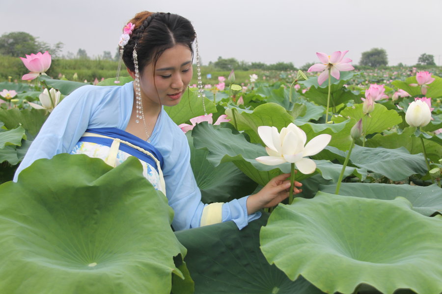 荷花仙子----山南长庄2016避暑赏. (/)