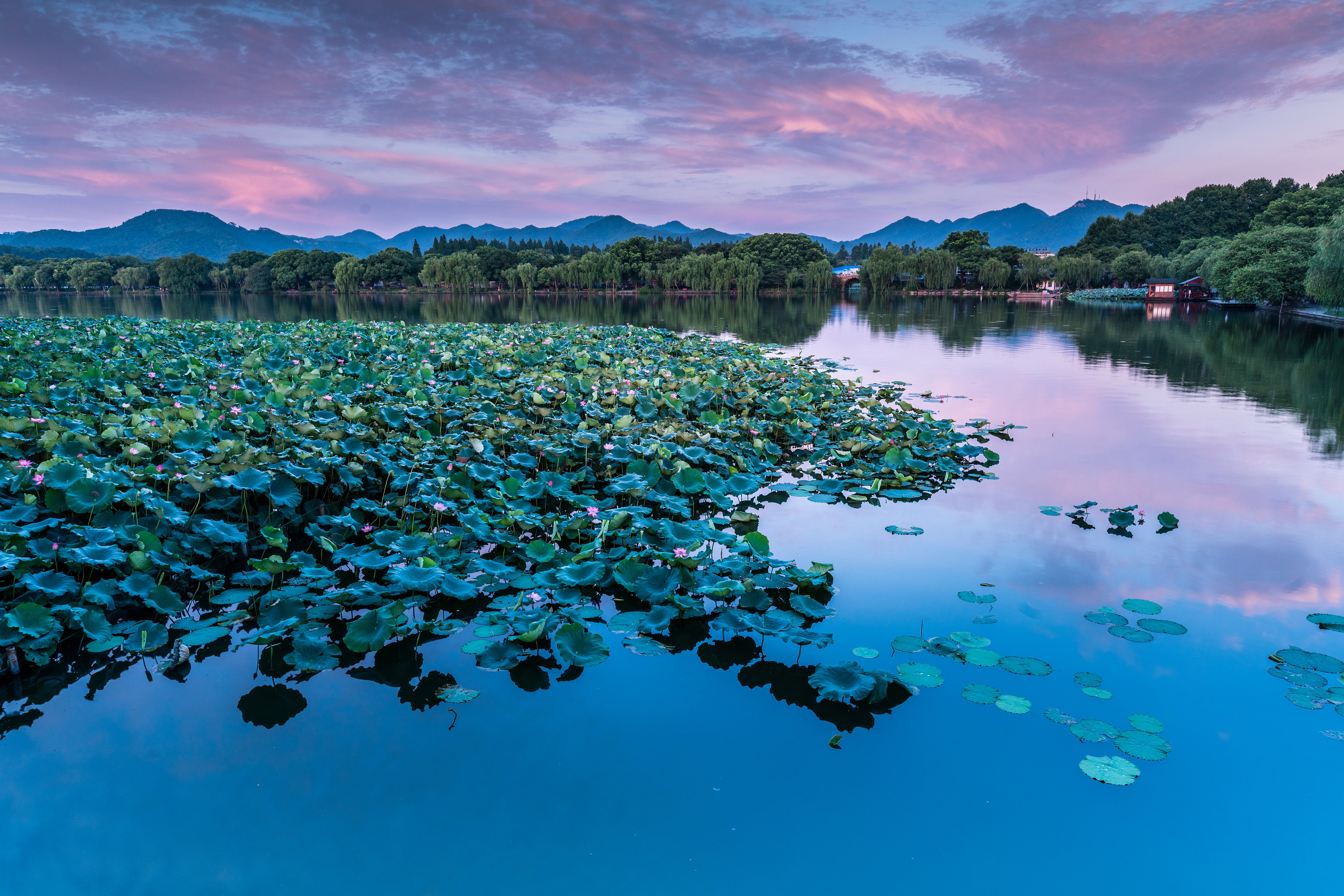 夏日西湖风光