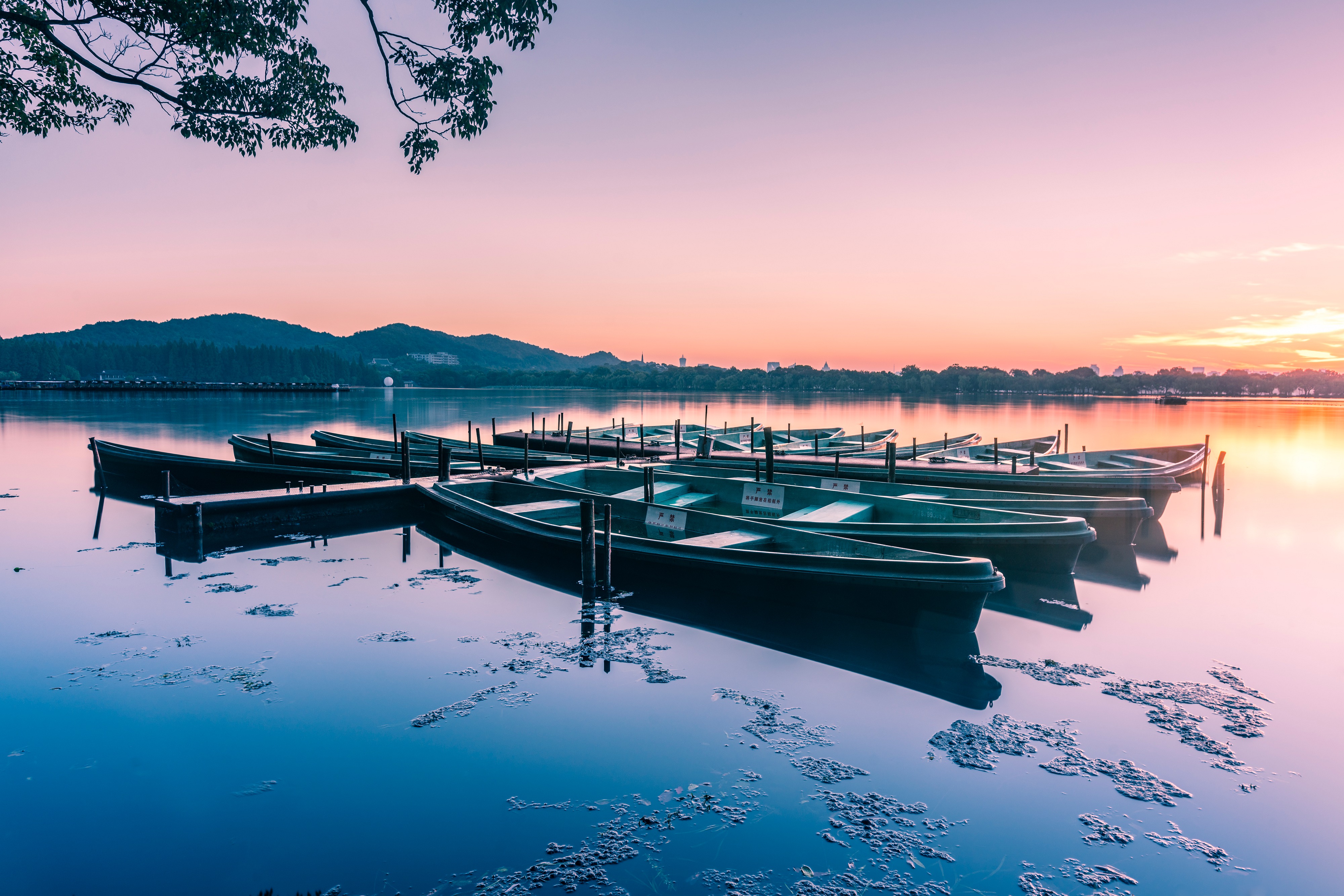 【迎G20】盛夏西湖 感受荷花最美的气韵 园林资讯