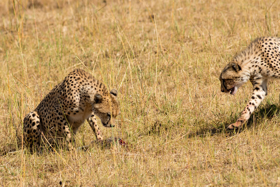 【非洲小豹子摄影图片】风光旅游摄影