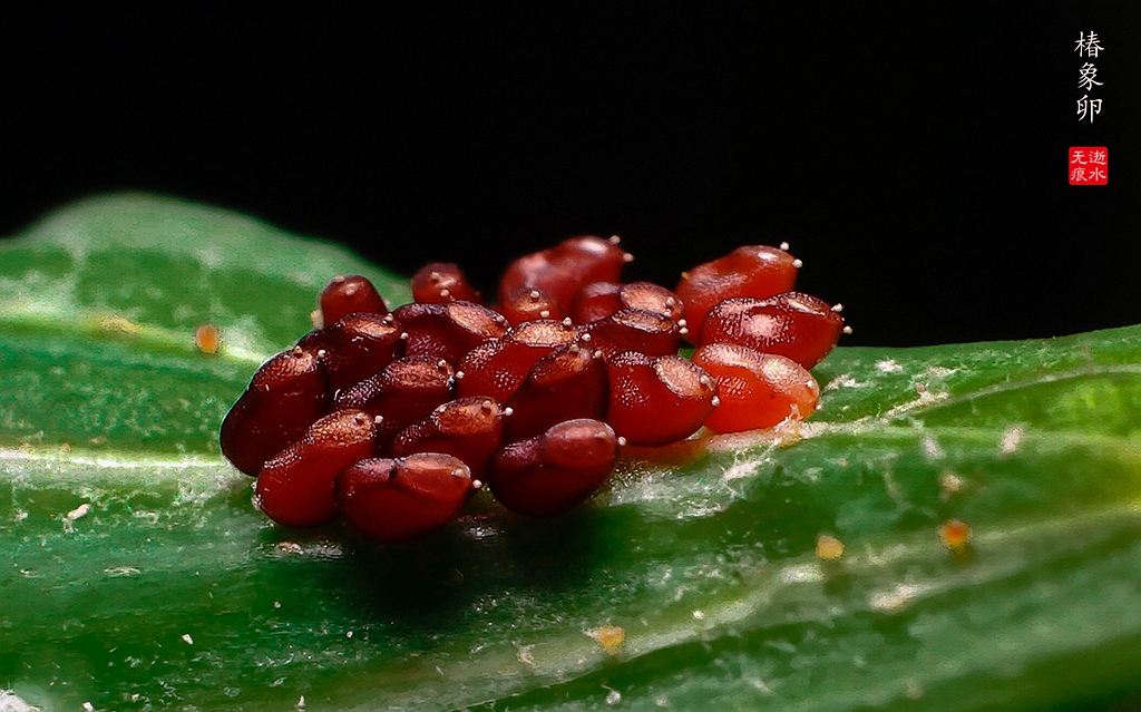 微距昆虫虫卵