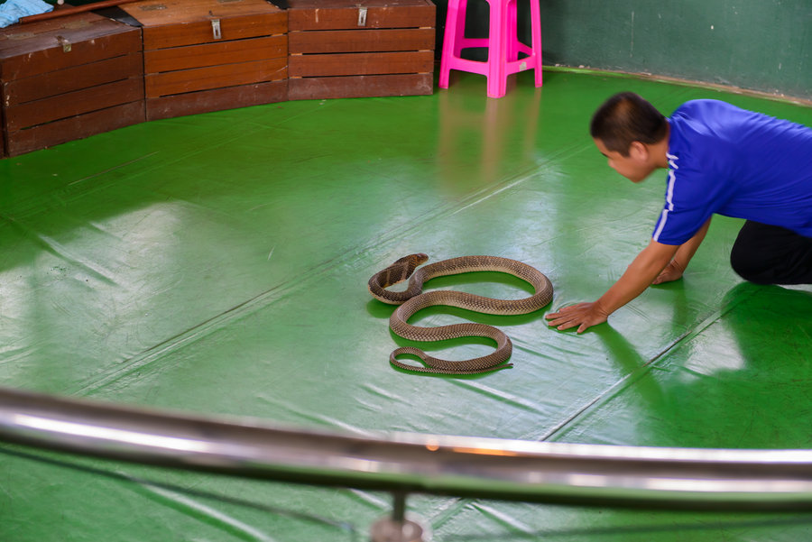 泰国毒蛇研究中心