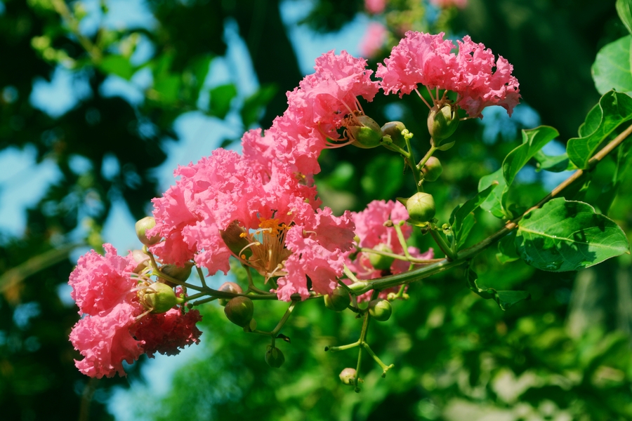 紫薇花,花开不败.