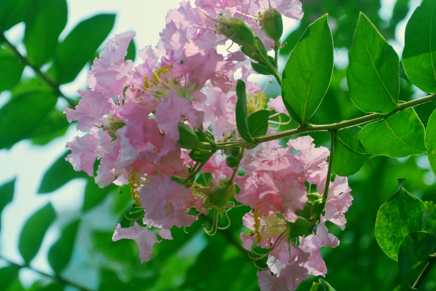 紫薇花,花开不败.