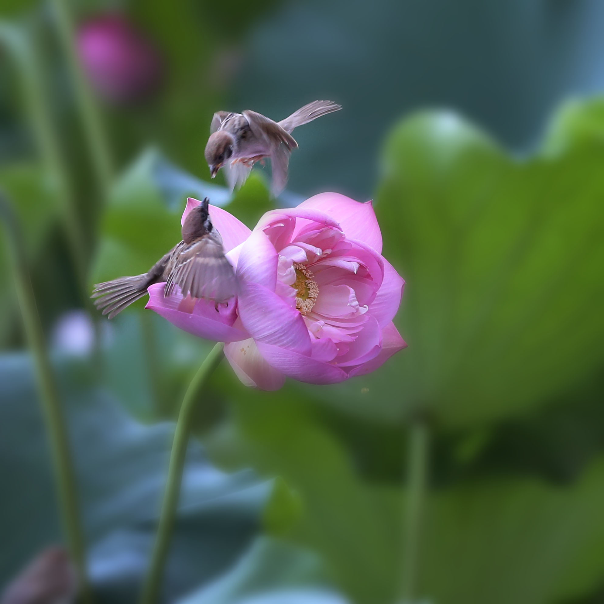 花鸟