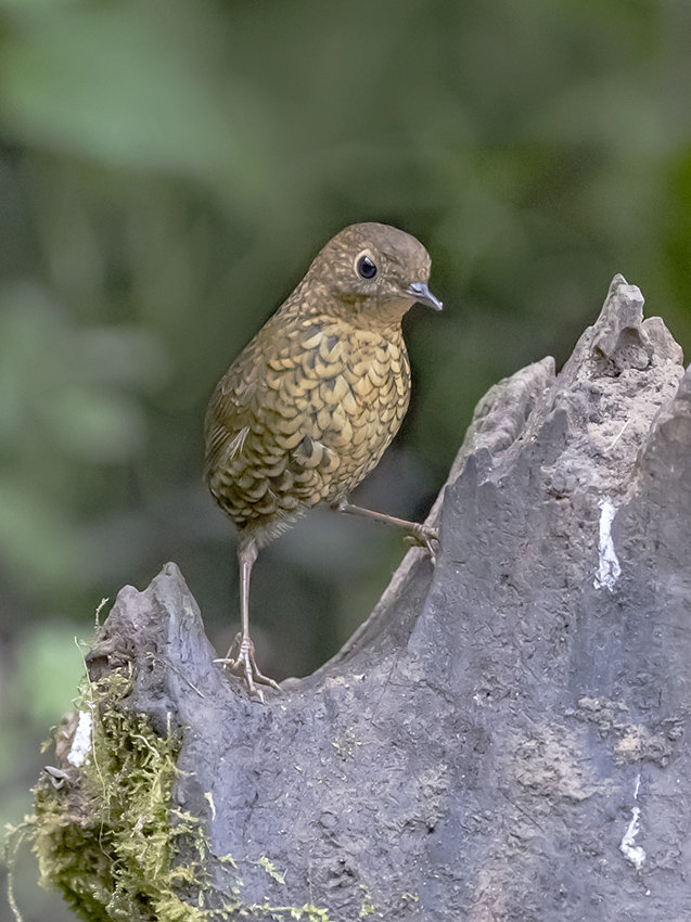 鳞胸鹪鹩