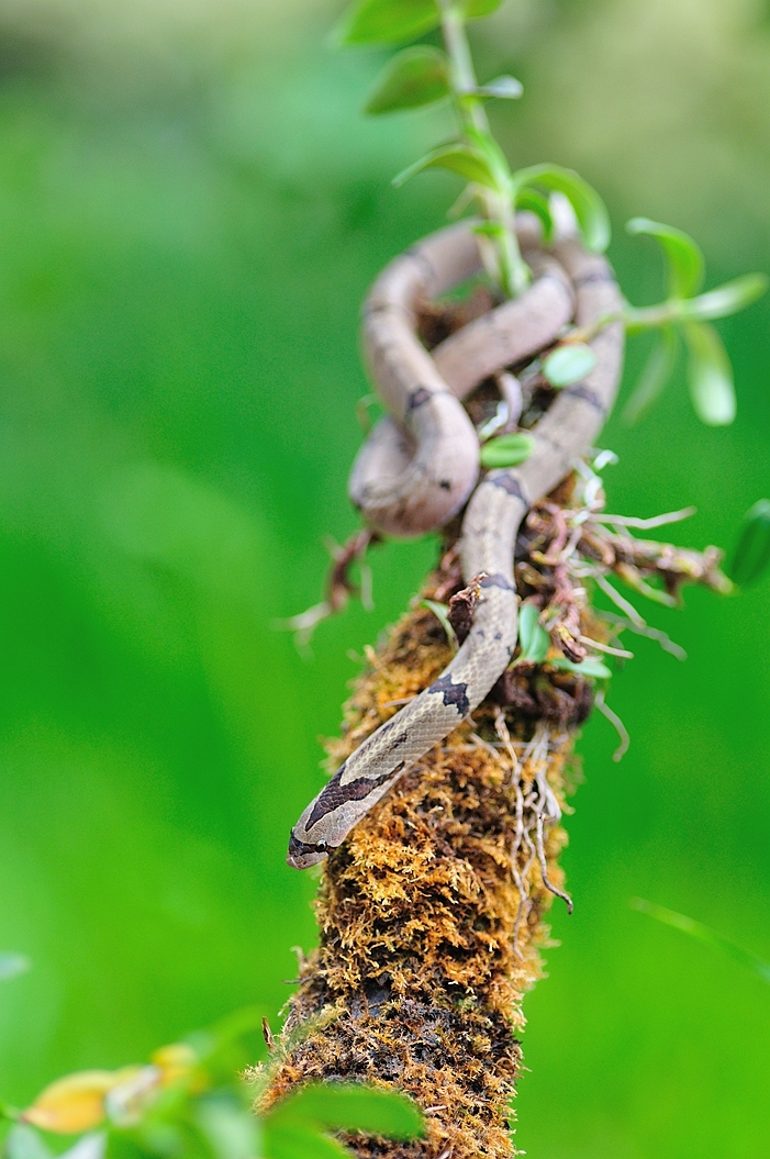 【中国小头蛇摄影图片】生态摄影