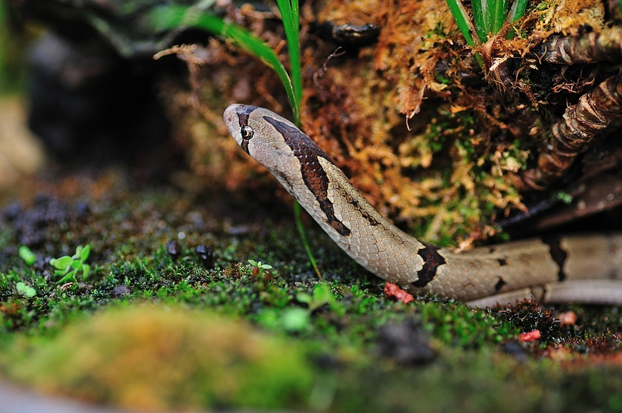 【中国小头蛇摄影图片】生态摄影