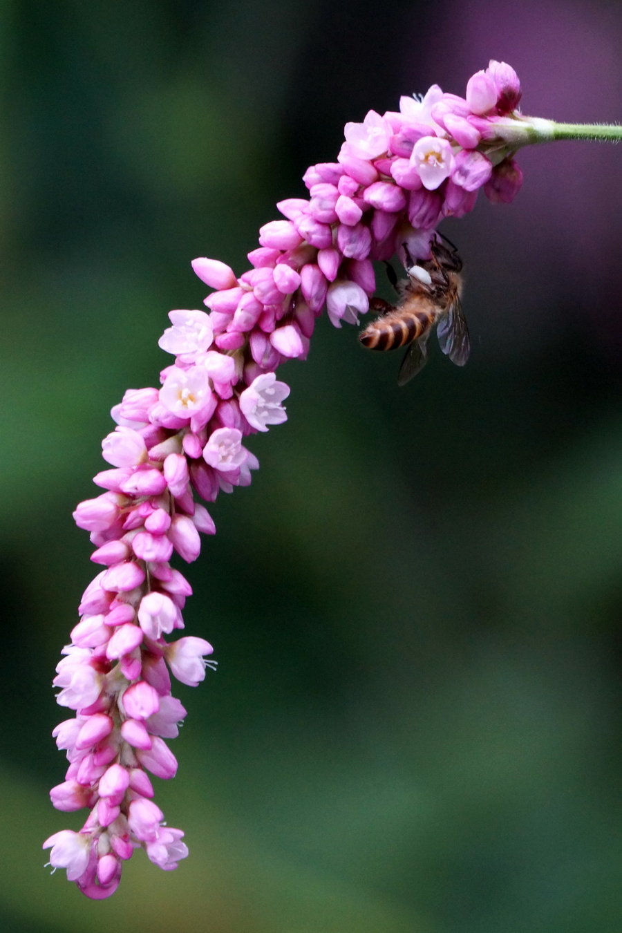 串花诱蜜蜂