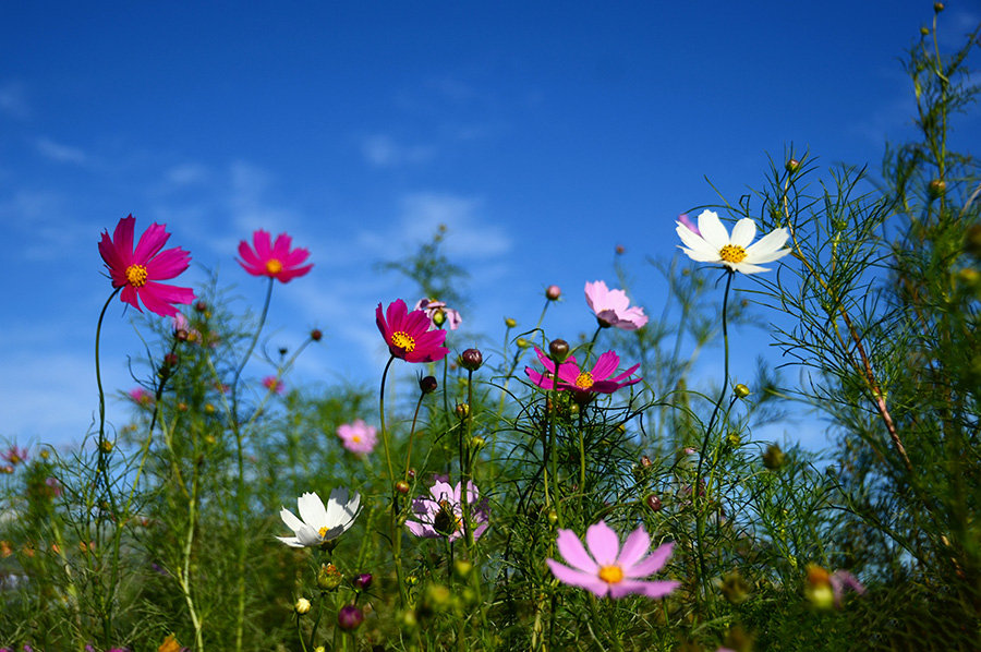 格桑花