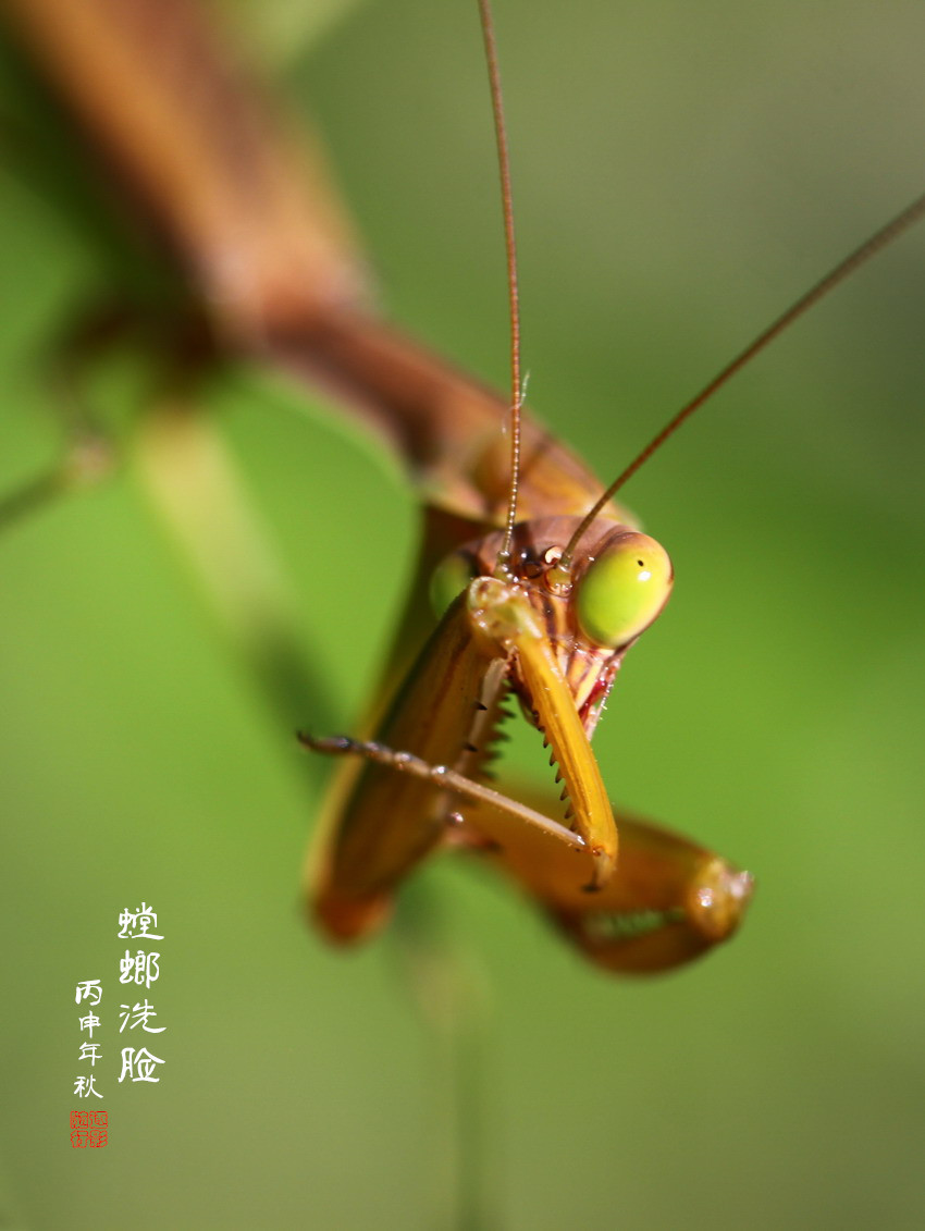 【百态螳螂摄影图片】大连生态摄影_太平洋电脑网摄影部落