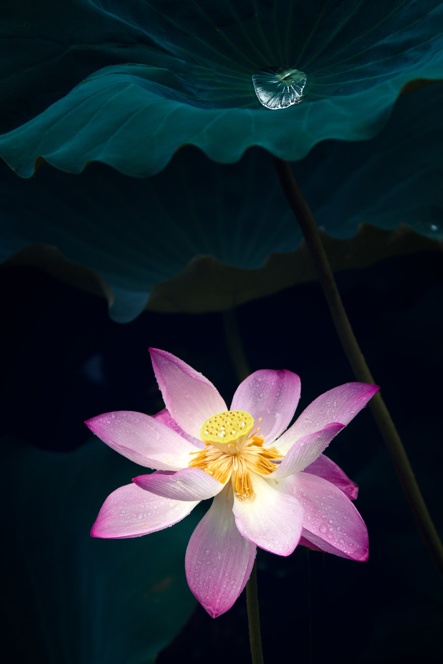 荷花