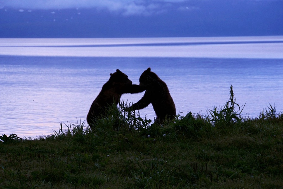【堪察加半岛~想说爱你不容易(之三)与熊共舞