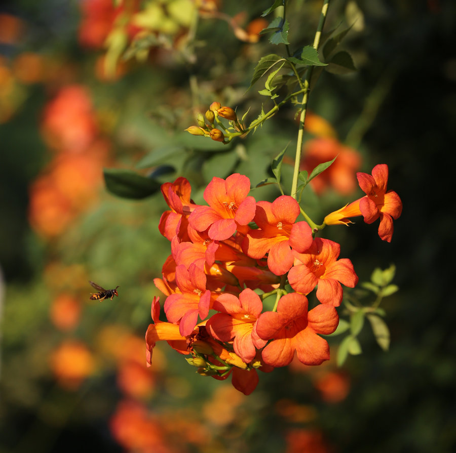 凌霄花