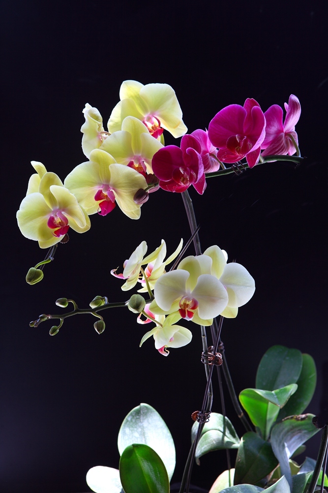 蝴蝶兰花