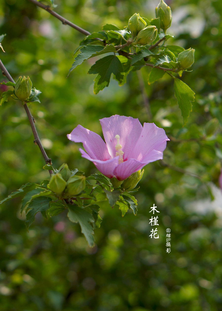 【木槿花摄影图片】西安生态摄影_太平洋电脑网摄影部落