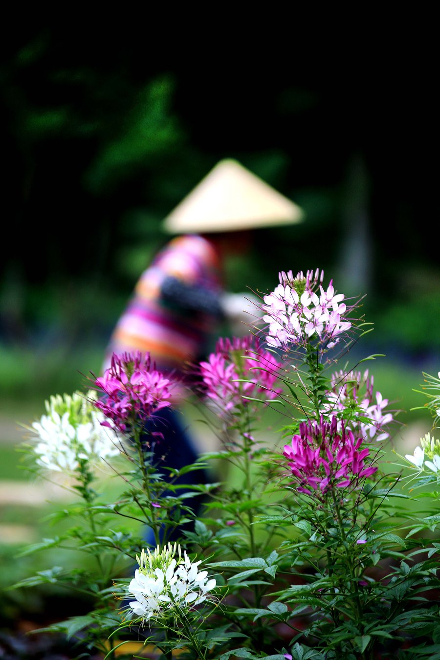 【醉蝶花摄影图片】生态摄影_太平洋电脑网摄影部落