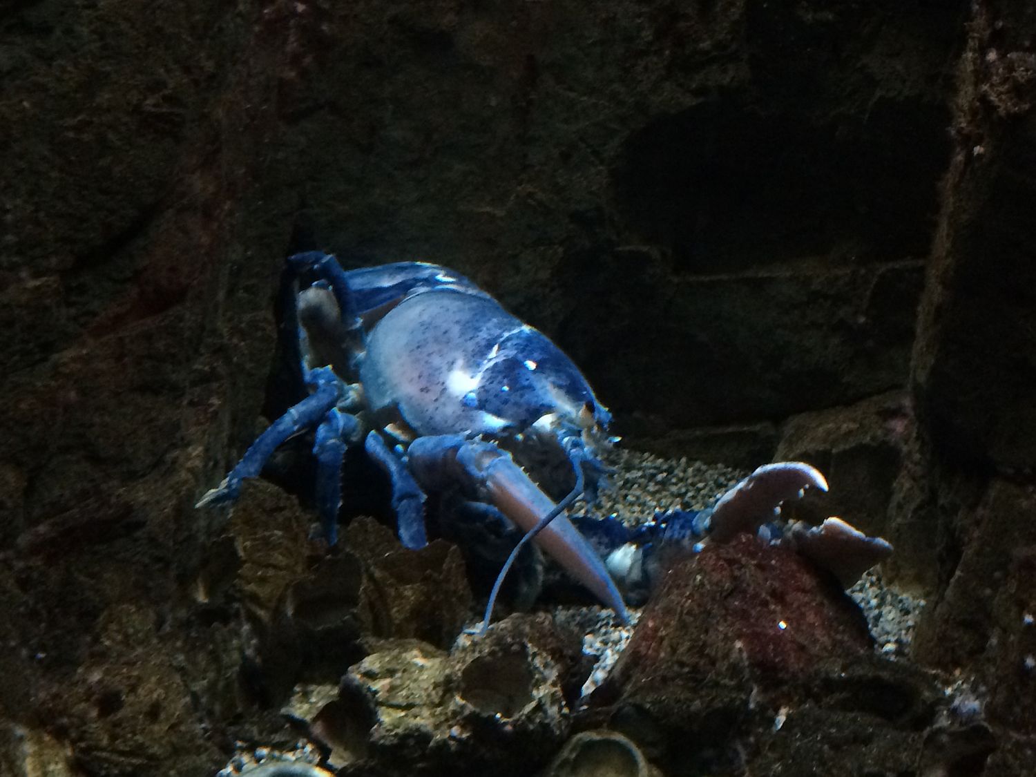 色彩斑斓水生物